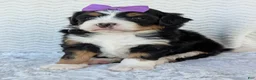 Mini Bernedoodle dogs for sale: Mini Bobbin  - Ad 7