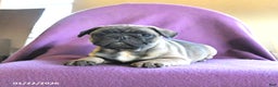 Frug dogs for sale: Tilly - Ad 4