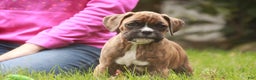 Boxer dogs for sale: Flint - Ad 8