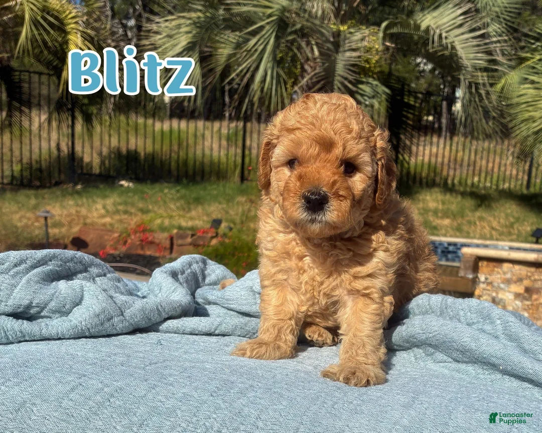 Cavapoo dogs for sale: Blitz  - Ad 1