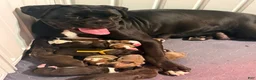 Boxer dogs for sale: Trixie - Ad 7