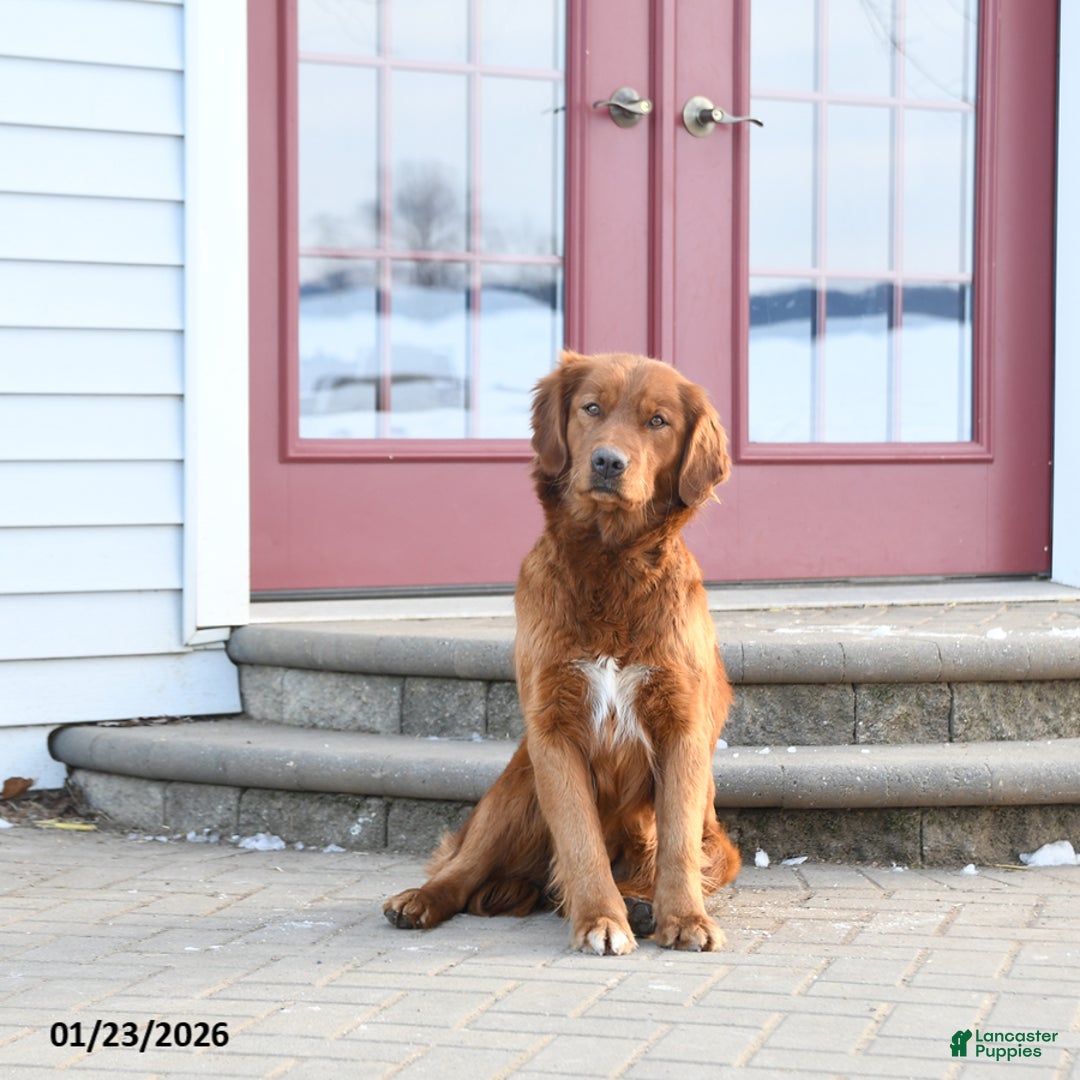 Mixed Breed dogs for sale: Trixi  - Ad 4