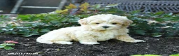 Maltipoo dogs for sale: Buttercup - Ad 1