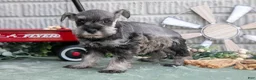 Miniature Schnauzer dogs for sale: Missy - Ad 3