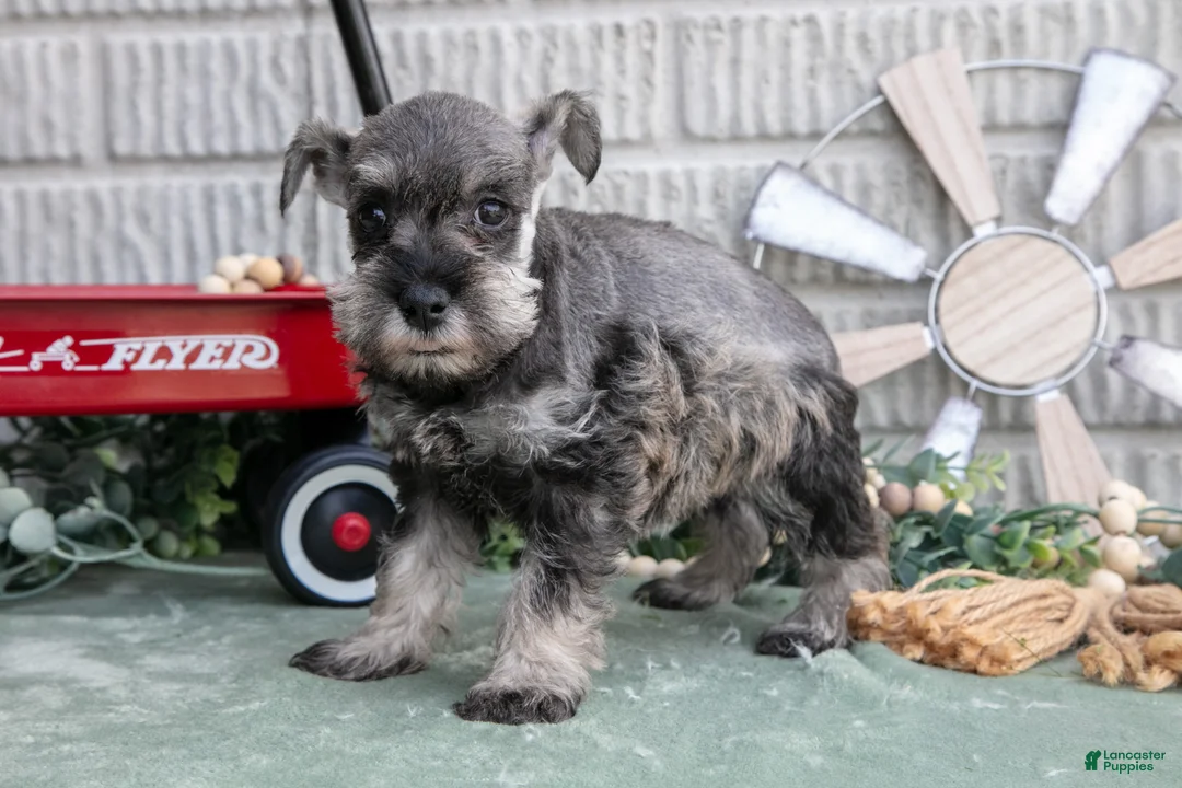 Miniature Schnauzer dogs for sale: Missy - Ad 3