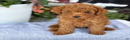 Toy Poodle dogs for sale: Mickey - Ad 14