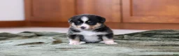 Mixed Breed dogs for sale: Star - Ad 2