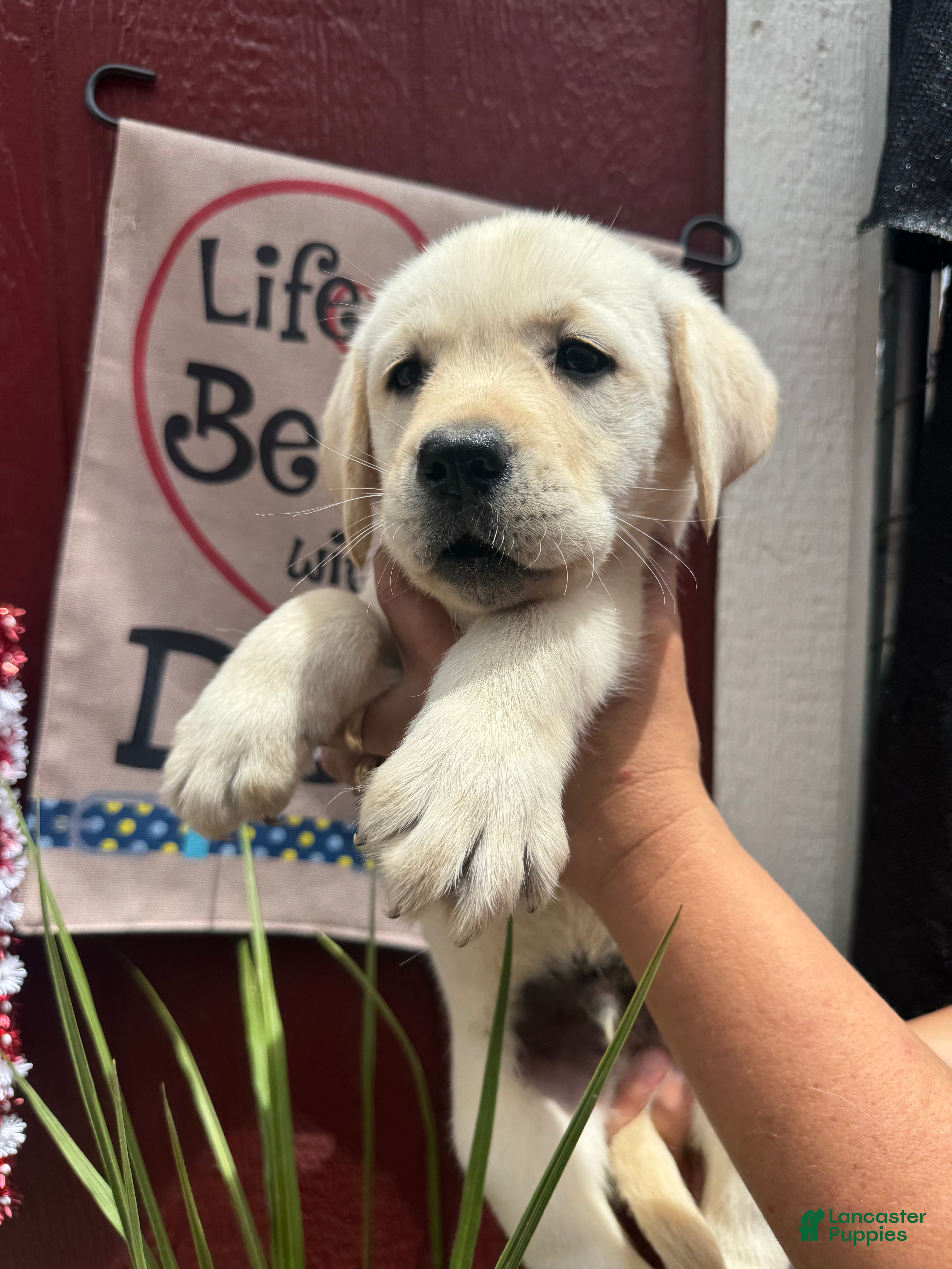 Labrador Retriever dogs for sale: Labrador Retriever Puppy 1 - Ad 7