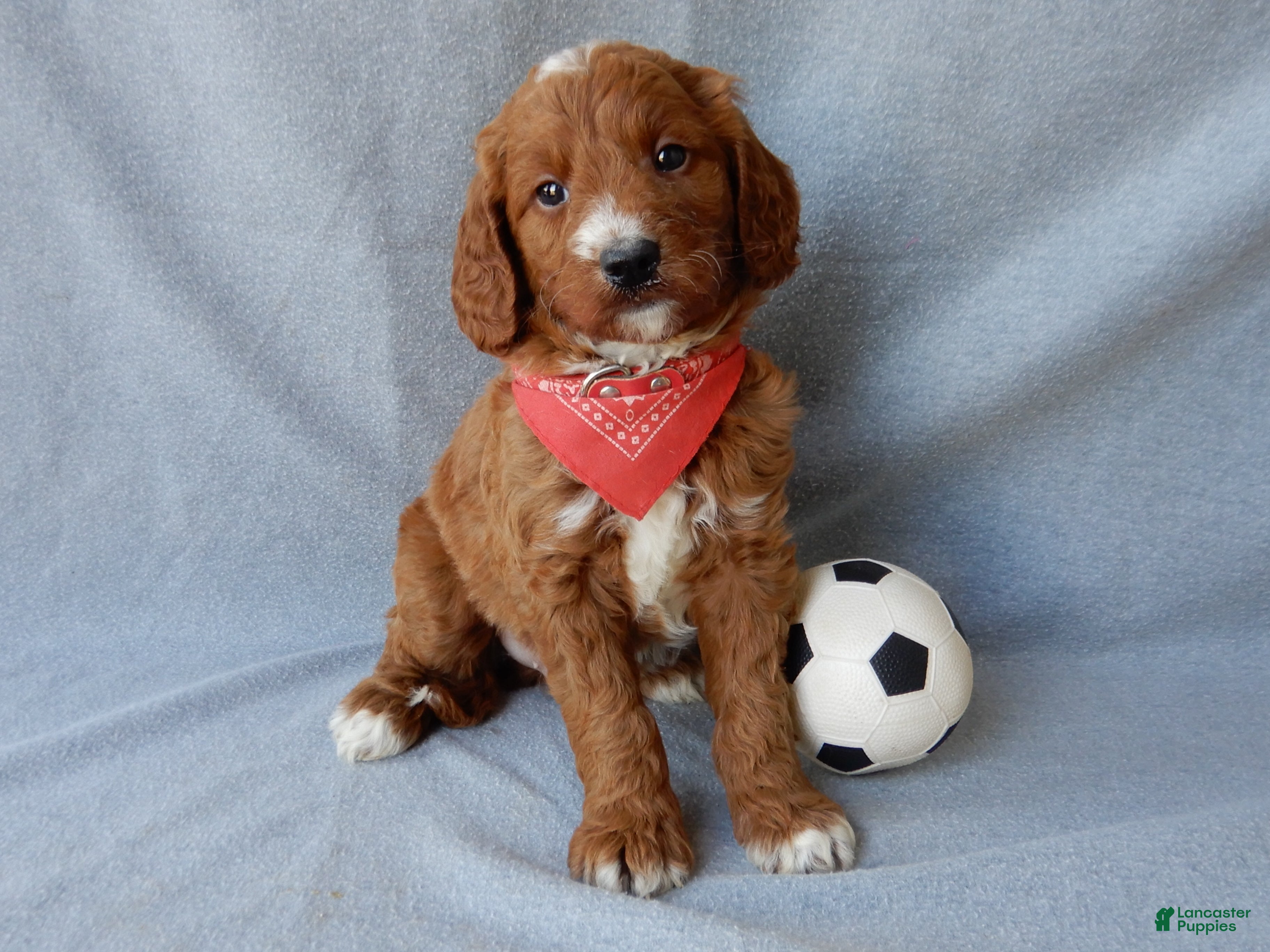 Goldendoodle dogs Leo-MEDIUM - Ad 1