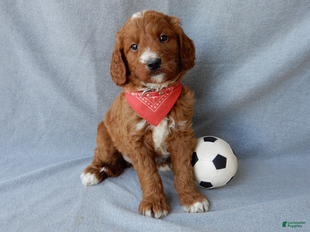 Goldendoodle dogs for sale: Leo-MEDIUM - Ad 1