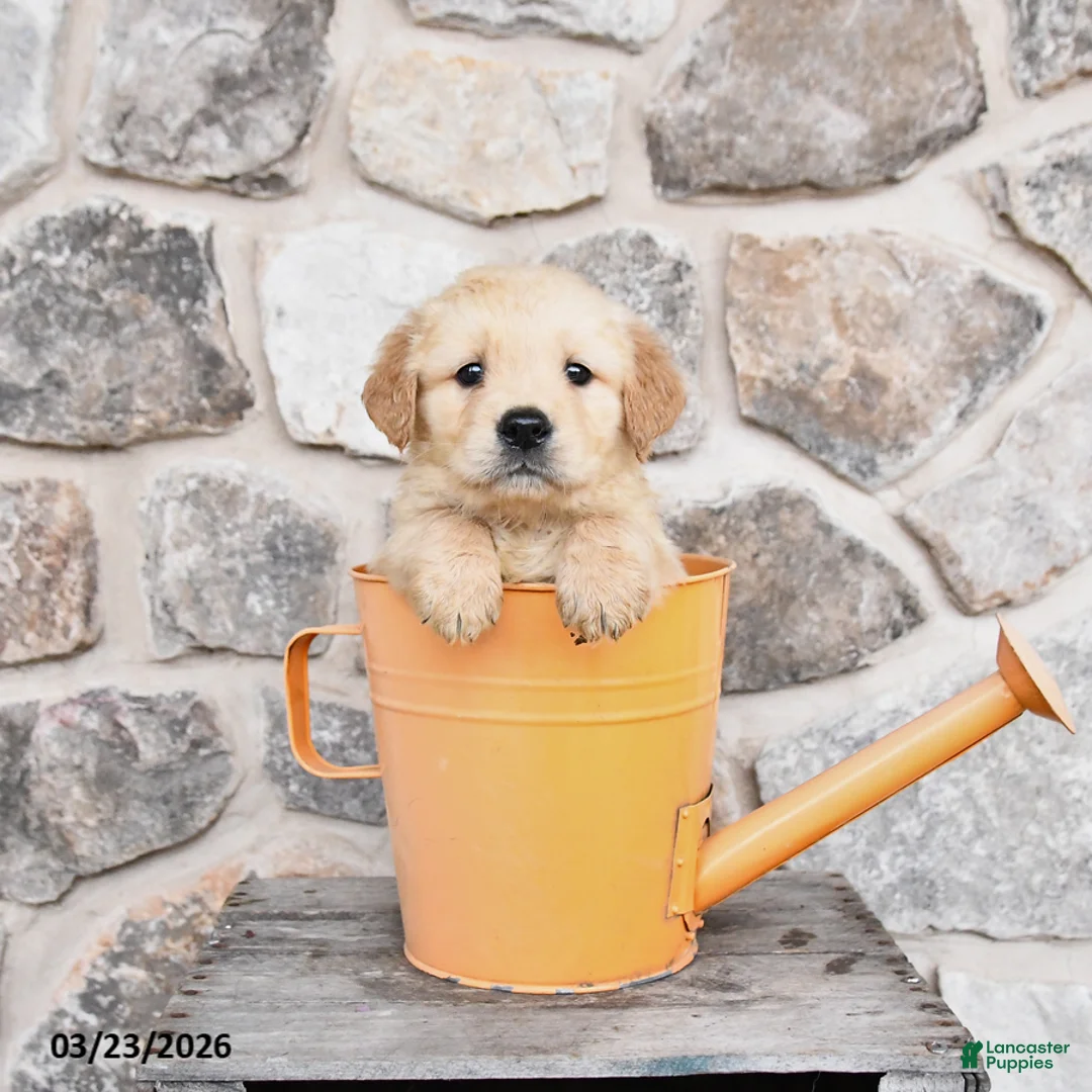 Golden Retriever dogs for sale: Cooper - Ad 1