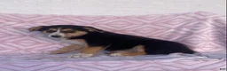 Australian Shepherd dogs for sale: Australian Shepherd 4 - Ad 3