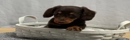 Miniature Dachshund dogs for sale: Ava - Ad 3
