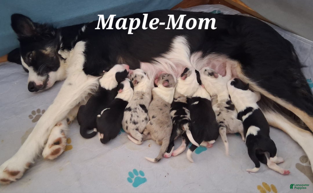 Border Collie dogs for sale: Buddy - Ad 5