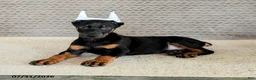 Doberman Pinscher dogs for sale: Caesar - Ad 3