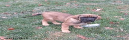 English Mastiff dogs for sale: Amber - Ad 4
