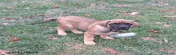 English Mastiff dogs for sale: Amber - Ad 4