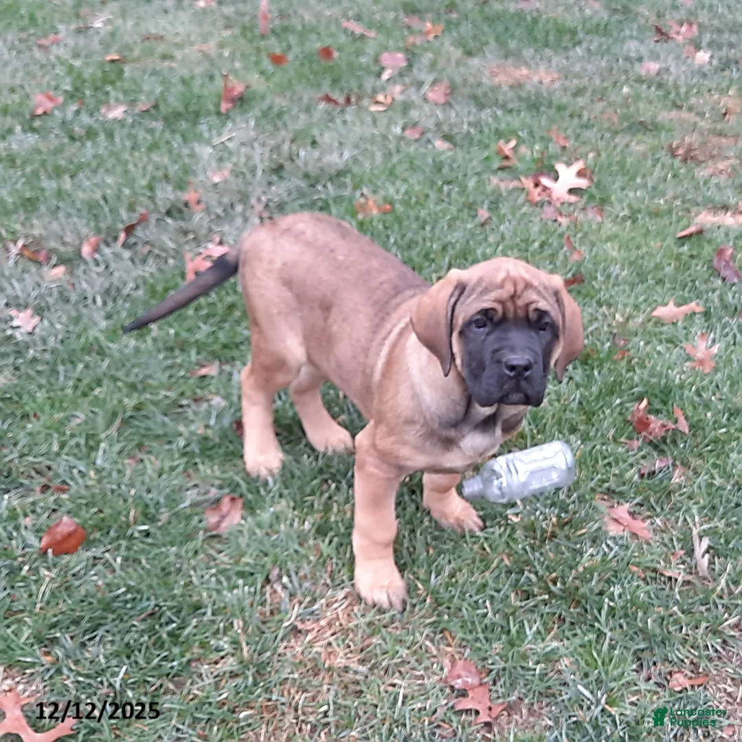 English Mastiff dogs for sale: Amber - Ad 4
