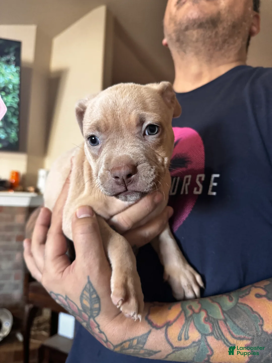 Mixed Breed dogs for sale: Mixed Breed Puppy 1 - Ad 1