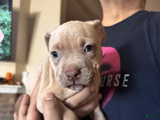 Mixed Breed dogs Mixed Breed Puppy 1 - Ad 21