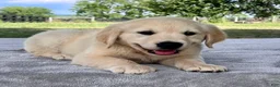 Golden Retriever dogs for sale: Chip - Ad 2