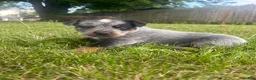 Australian Cattle Dog dogs for sale: Buck - Ad 5