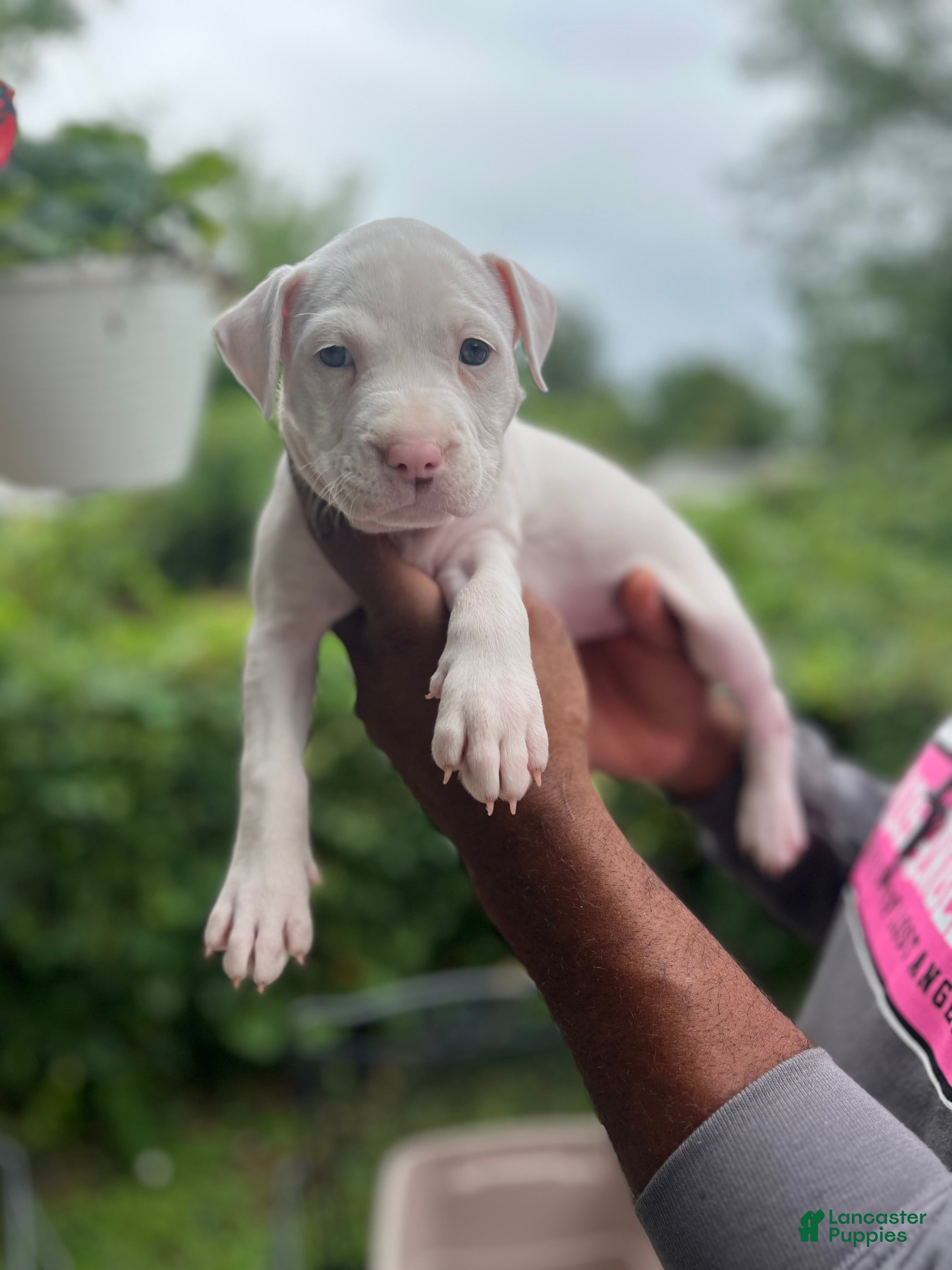 American Pit Bull Terrier dogs American Pit Bull Terrier 3 - Ad 14