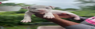 American Pit Bull Terrier 3