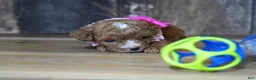 Cavapoo dogs for sale: Shae - Ad 2