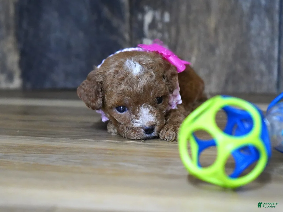 Cavapoo dogs for sale: Shae - Ad 2