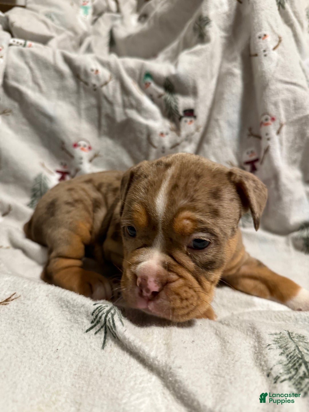 Olde English Bulldogge dogs for sale: Beth  - Ad 5
