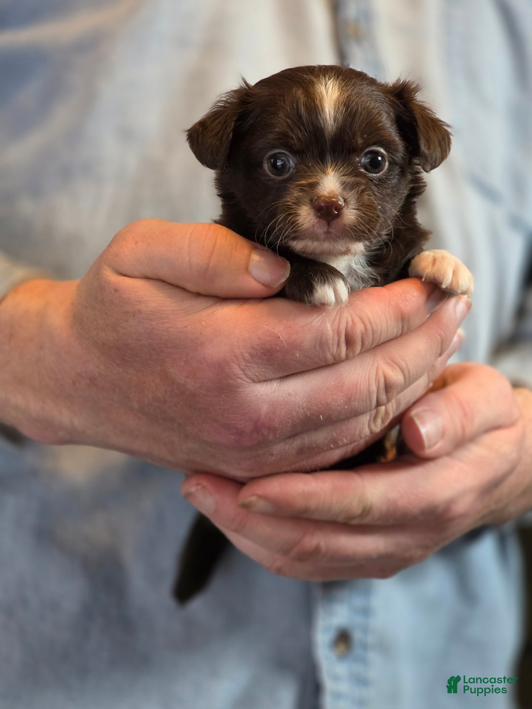 Chihuahua dogs for sale: Teddy - Ad 9