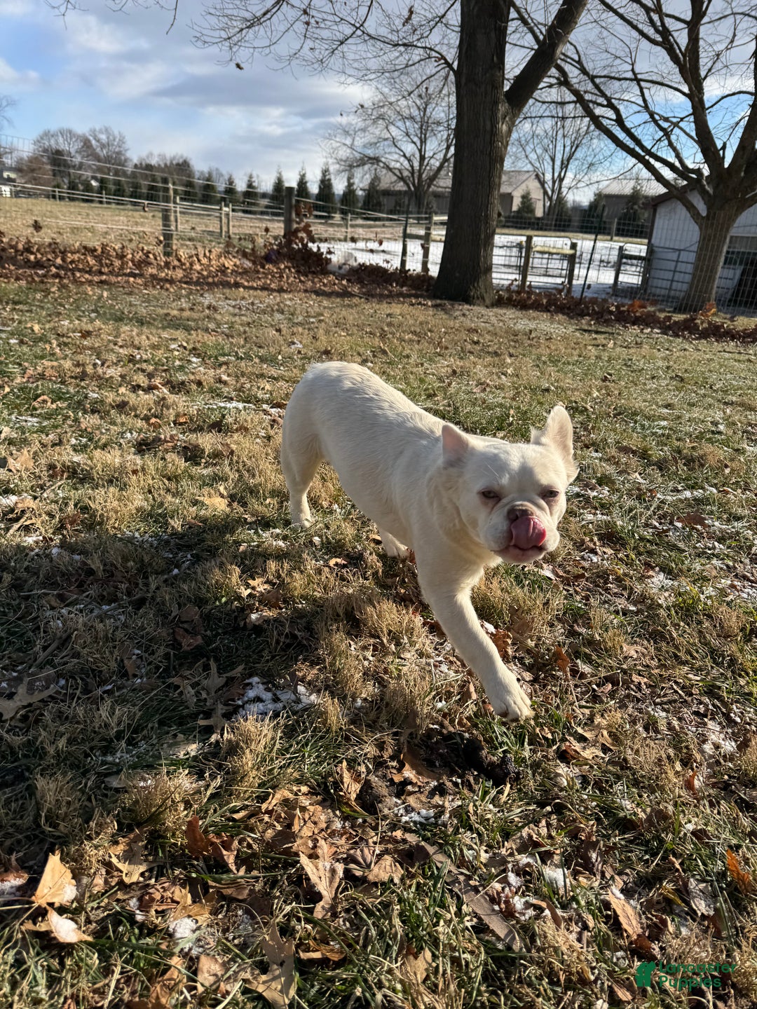 French Bulldog dogs for sale: Dolly  - Ad 3