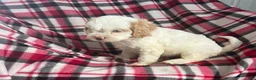 Cavapoo dogs for sale: Trudy Kay-Girl-Cavapoo  - Ad 3