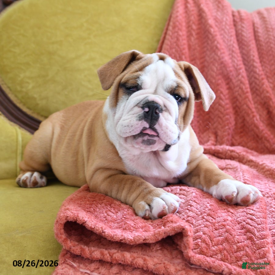 English Bulldog dogs Yvett - Ad 1