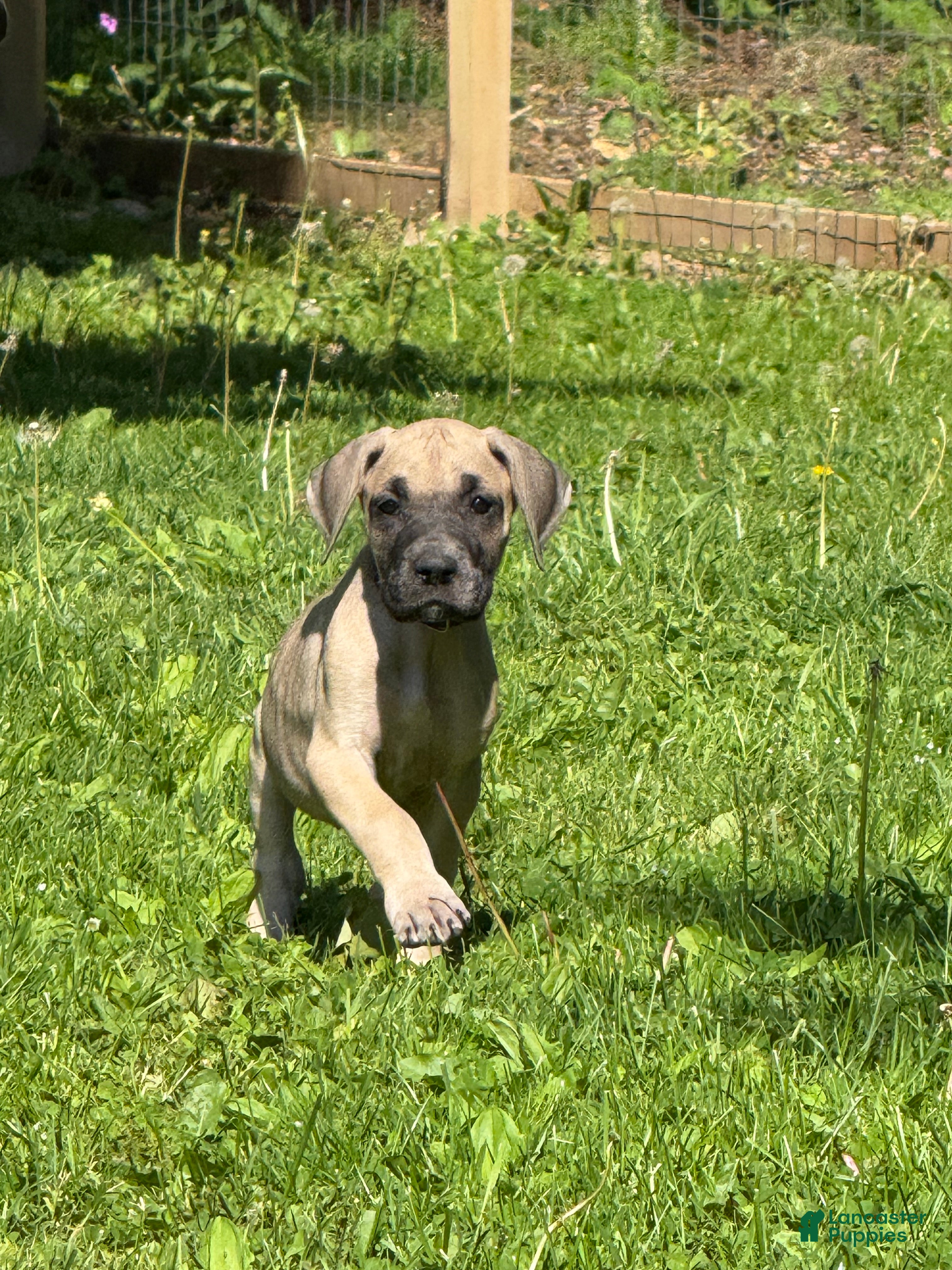 Great Dane dogs Ditalini (Purple) - Ad 40