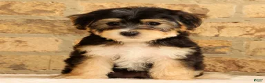 Milo