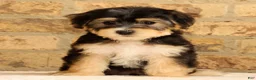 Yochon dogs for sale: Milo - Ad 1