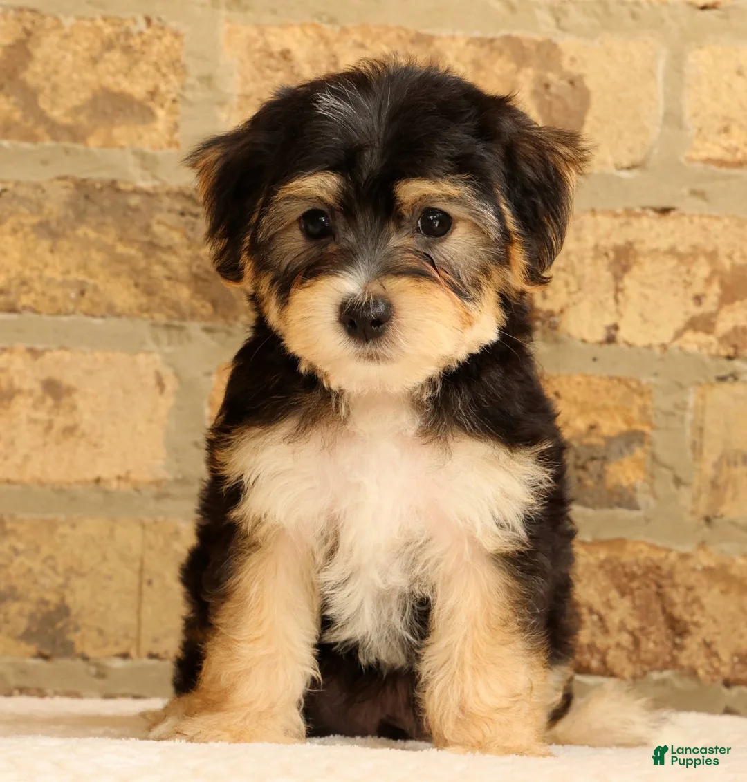 Yochon dogs for sale: Milo - Ad 1