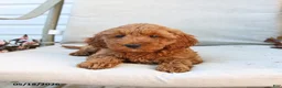 Cockapoo dogs for sale: Jason - Ad 9