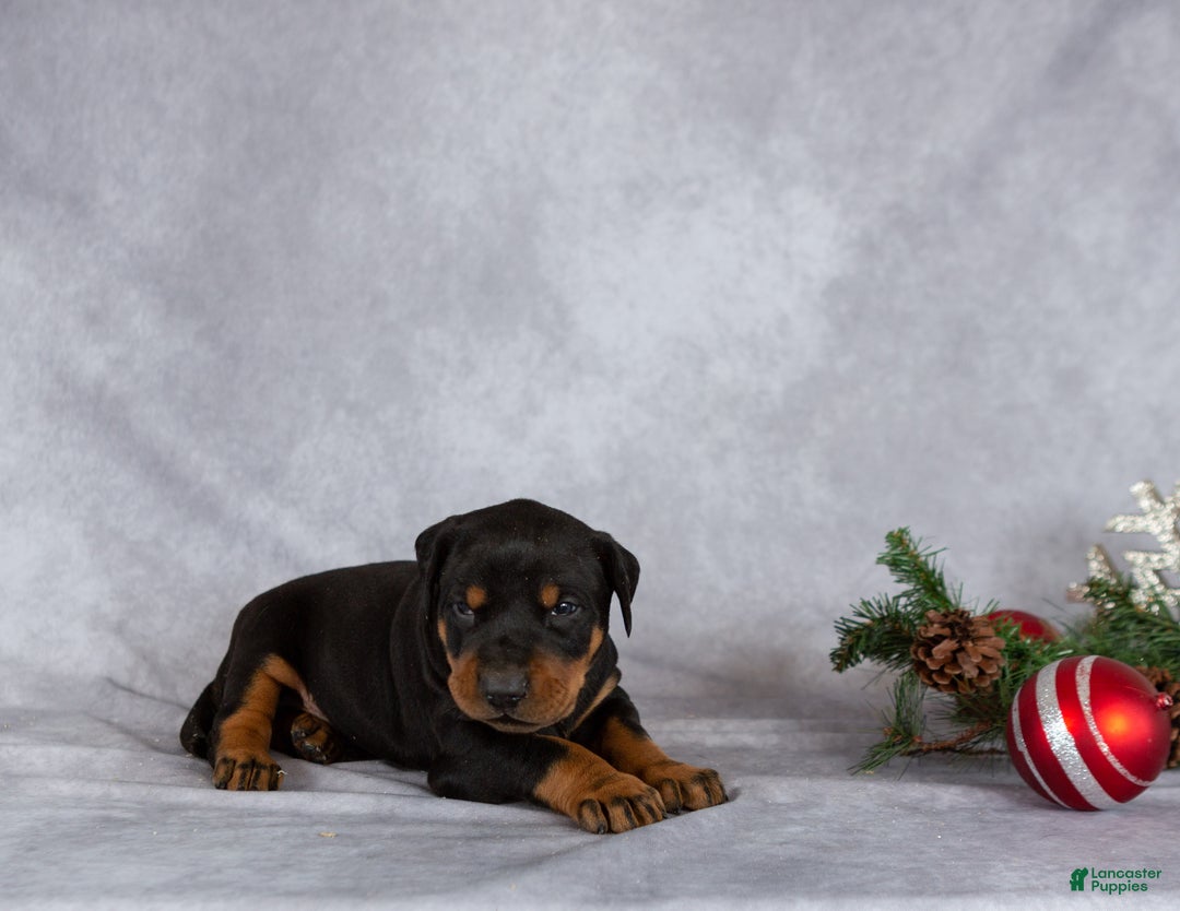 Mixed Breed dogs for sale: Marshall - Ad 4