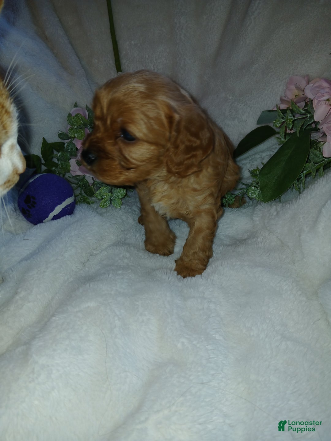 Cavapoo dogs for sale: Cathy - Ad 8