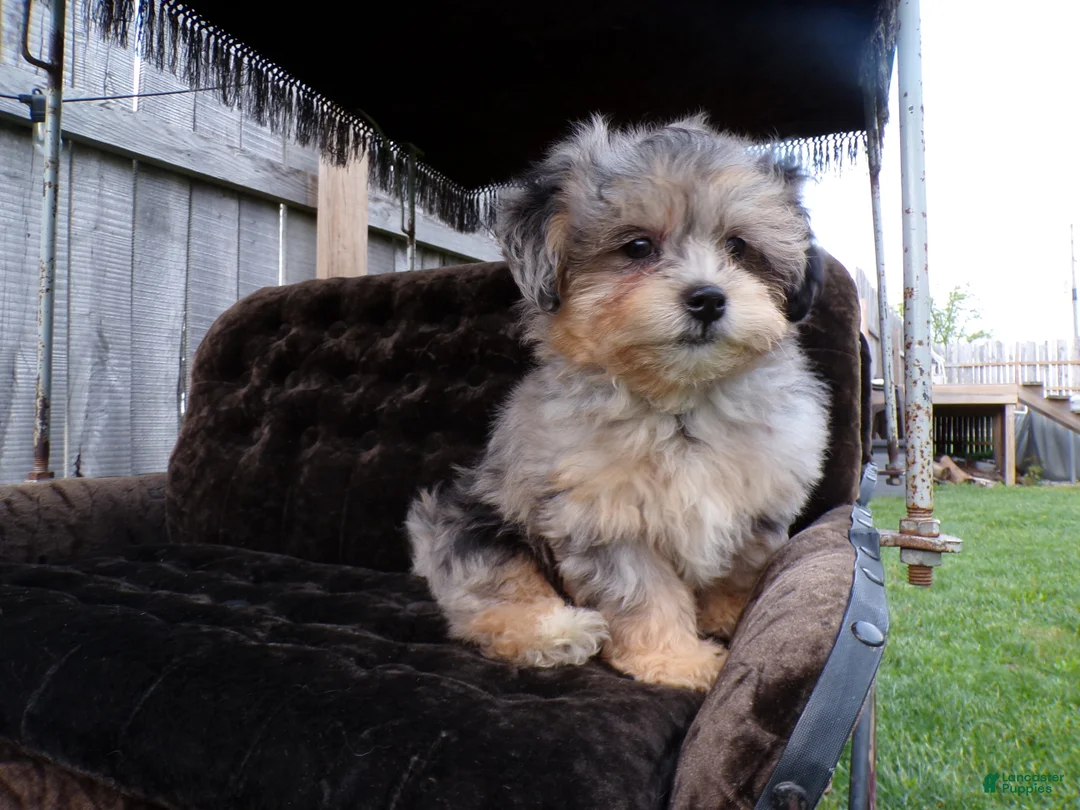 Shihpoo dogs for sale: patrick - Ad 1