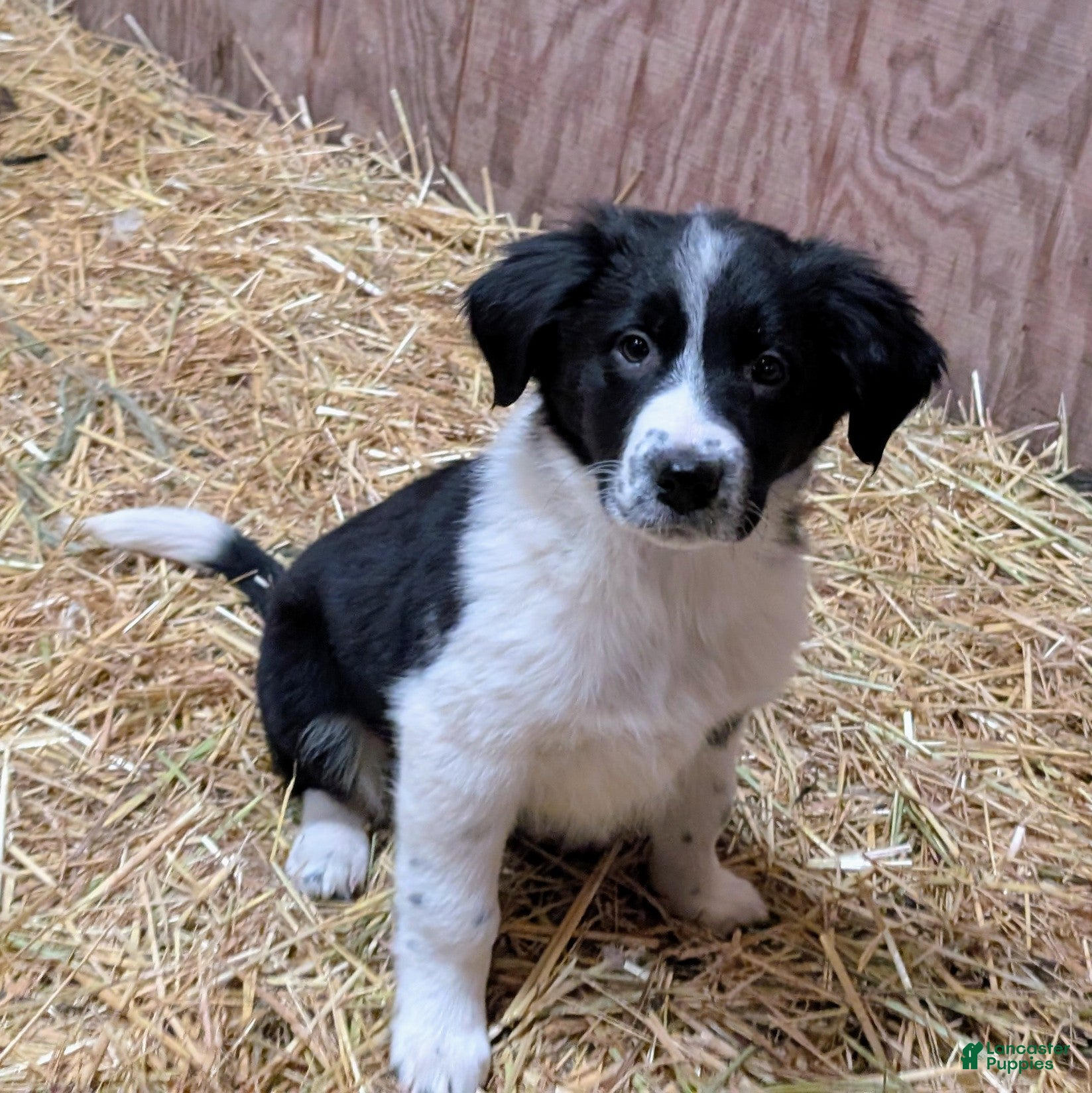 Mixed Breed dogs Coop - Ad 1