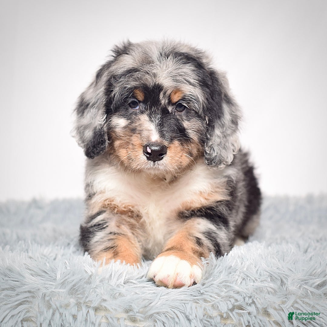 Bernedoodle dogs for sale: Ms. Tinkerbell - Ad 3