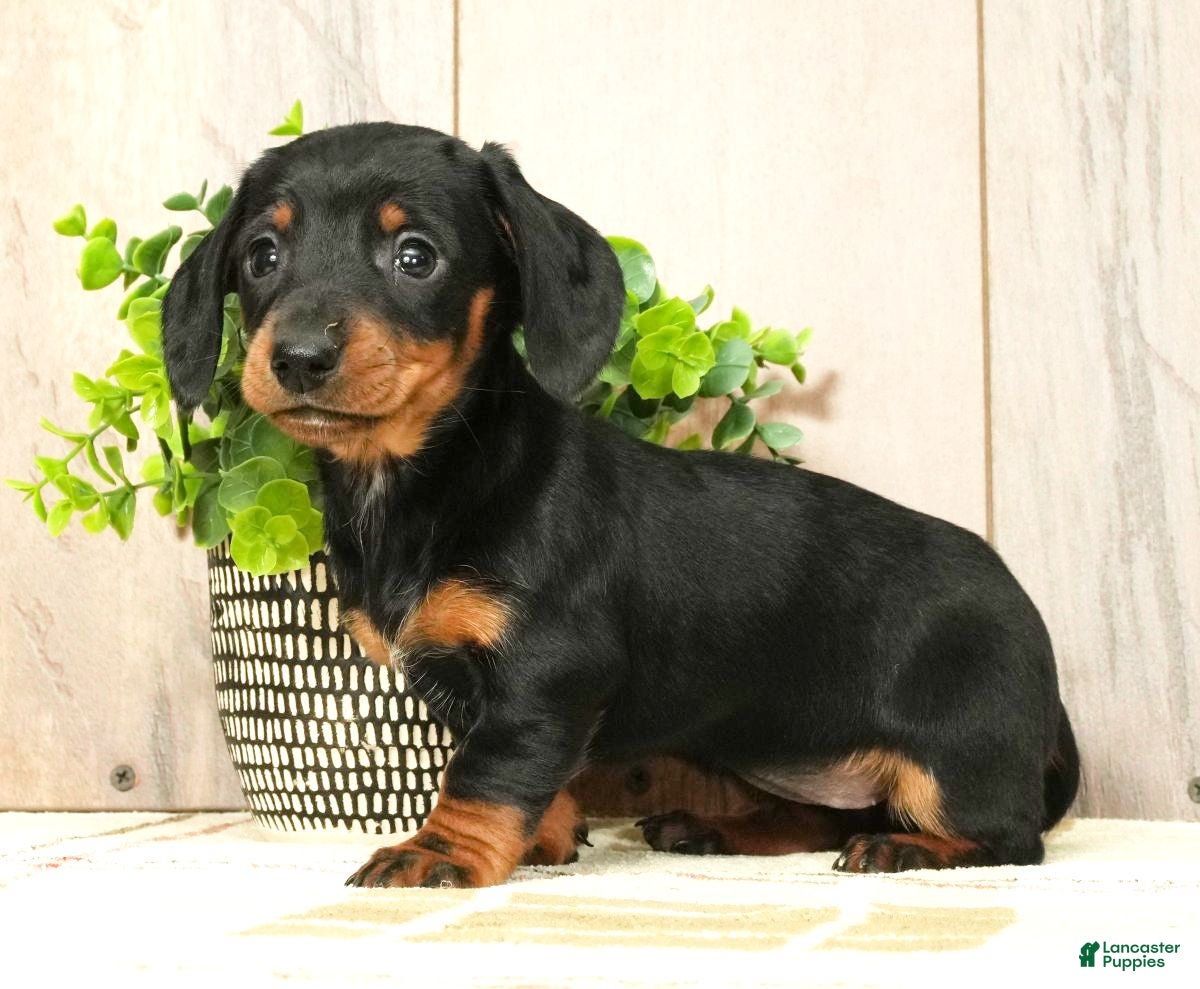 Miniature Dachshund dogs Chloe - Ad 12