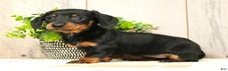 Miniature Dachshund dogs for sale: Chloe - Ad 1