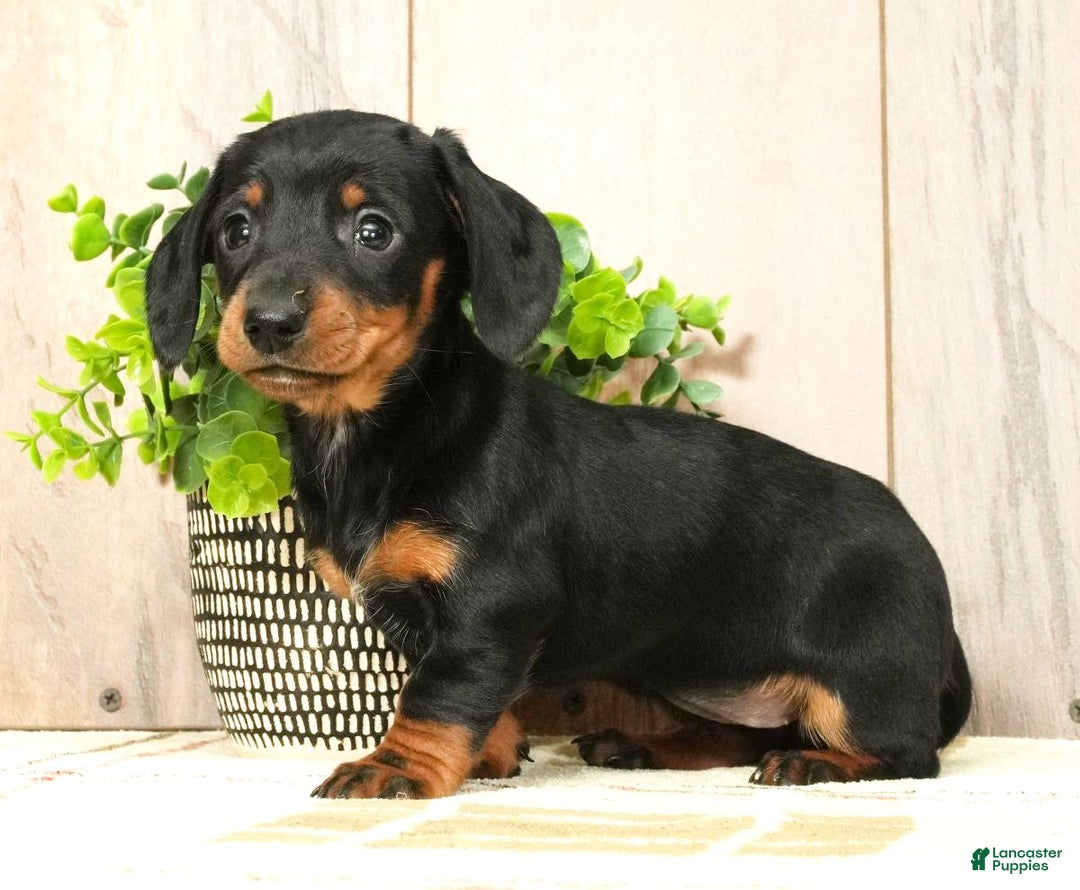 Miniature Dachshund dogs for sale: Chloe - Ad 1