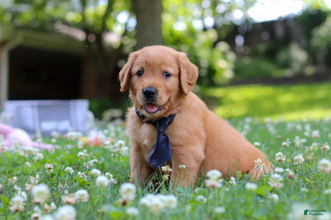 Golden Retriever dogs for sale: Vincent - Ad 1