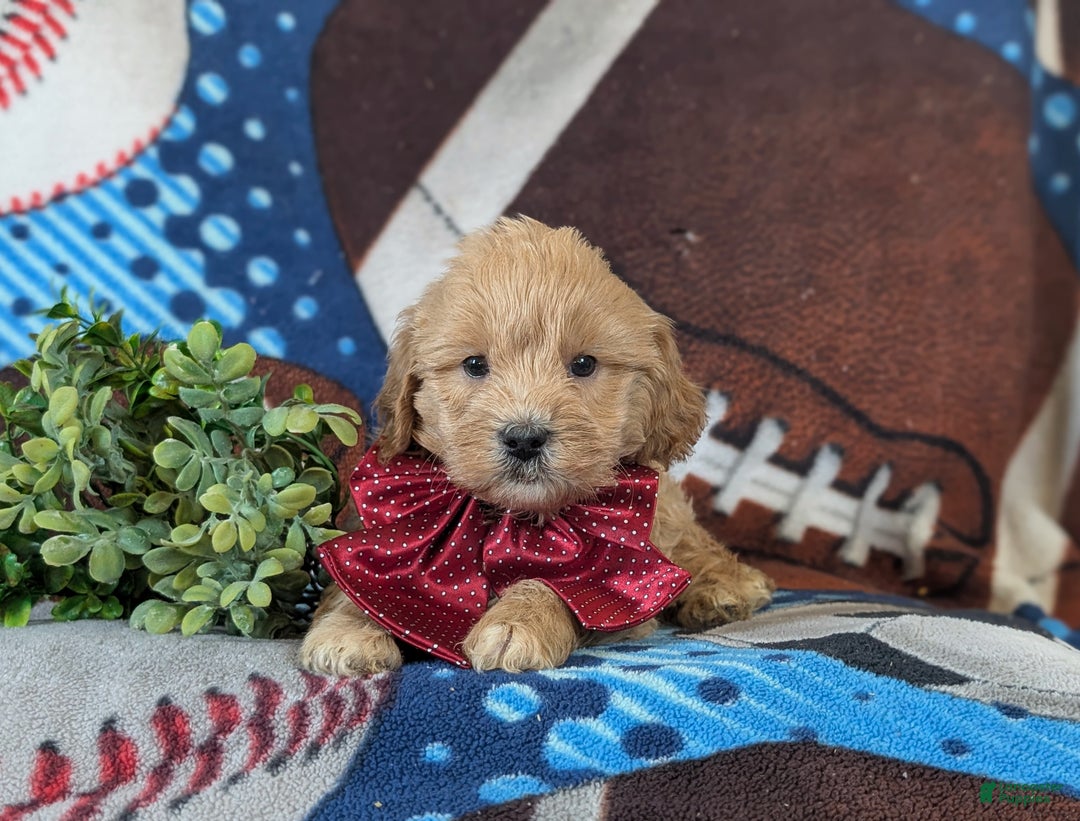 Cockapoo dogs for sale: Alexander Hypoallergenic - Ad 5